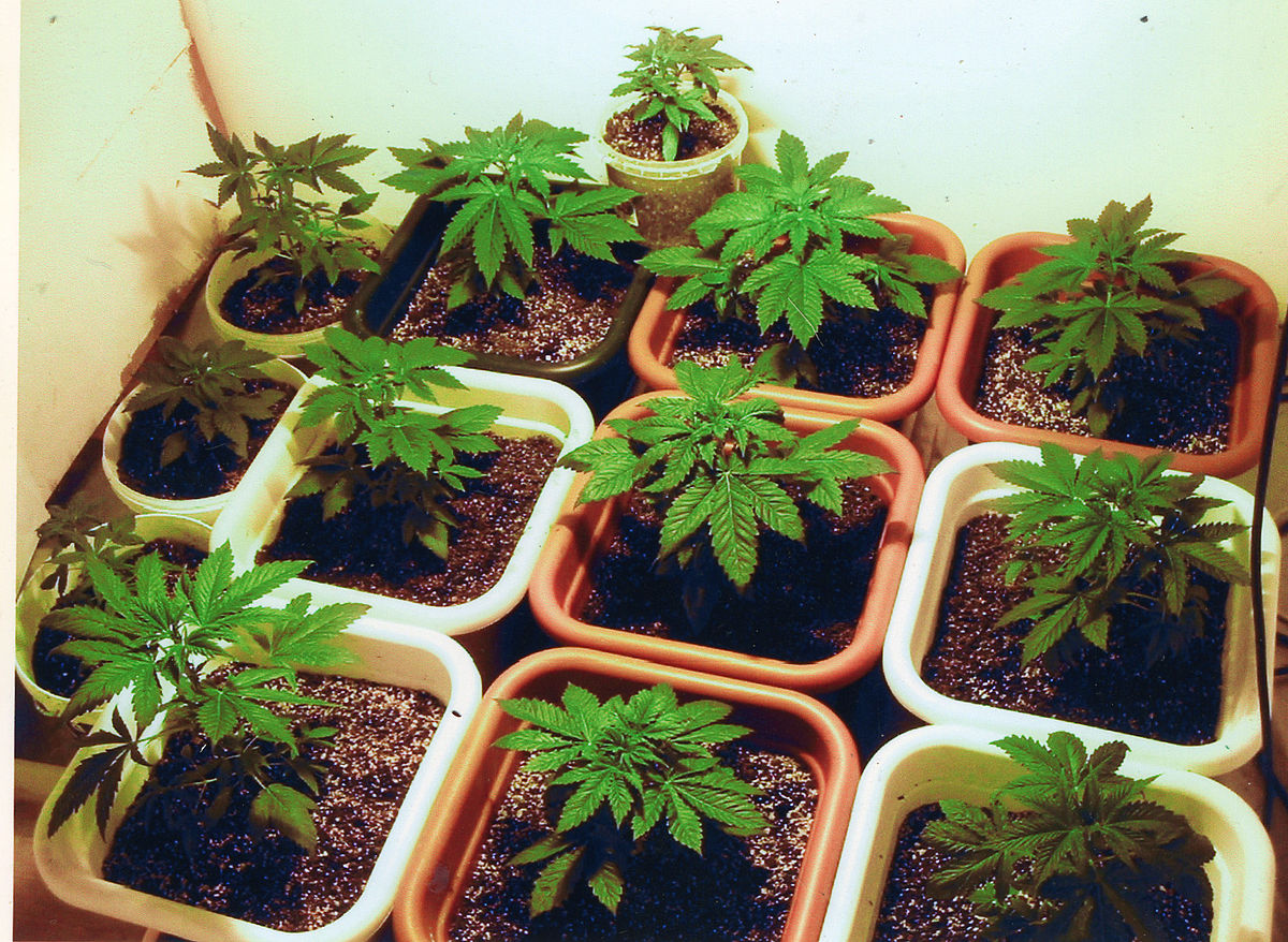 By following these tips for growing your own bud, you'll have a mini-cannabis plantation on your hands in no time ... photo by CC user A7nubis on wikimedia